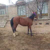 اسب  اخته 8ساله