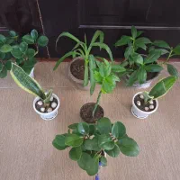 گل یوکا شفلرا قاشقی سانسوریا ابلق و مهتابی و گلدان