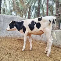 گوساله نر جنس