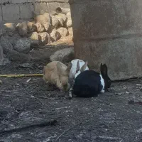 خرگوش|موش و خرگوش|مشگین شهر, |دیوار