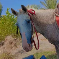 اسب نریون عرب کورسی|اسب و تجهیزات اسبسواری|رودخانه, |دیوار