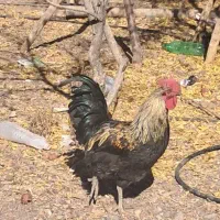 خروس|حیوانات مزرعه|فردوس (خراسان), |دیوار