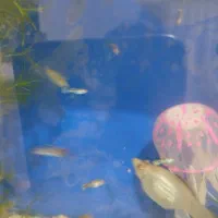 ماهی گوپی و مولی|ماهی|تهران, کوهک|دیوار