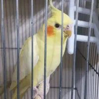 عروس هلندی|پرنده|پاکدشت, حصار امیر|دیوار