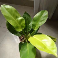 گل و گیاه آپارتمانی|گل و گیاه طبیعی|اقبالیه, |دیوار