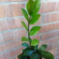 زاموفیلیا سوپر بلک و گلهای حراج|گل و گیاه طبیعی|تهران, امانیه|دیوار