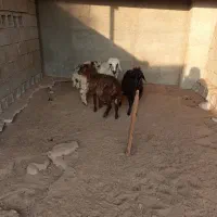 بره ،و میش چاق برای فروش