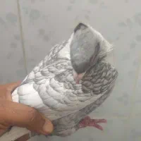 ابی نقره یاغی