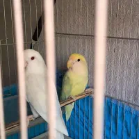 یک جفت طوطی برزیلی مولد رام