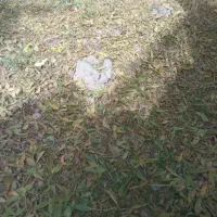 علف یونجه باخ