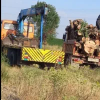 خرید چوب|خدمات باغبانی و درختکاری|اسدآباد, |دیوار