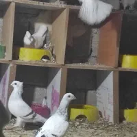 کببوترشامی|پرنده|برازجان, |دیوار