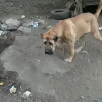 توله سرابی دزدیده شده