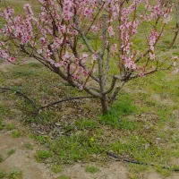 زمین-کشاورزی-گزنه