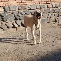 واگذاری سگ عراقی