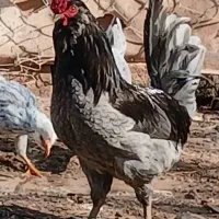 جوجه گلین طوسی ۱۰روزه سالم