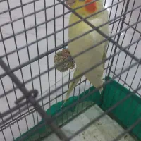 عروس هلندی|پرنده|مسجد سلیمان, |دیوار