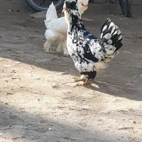 مرغ وخروس سلطان