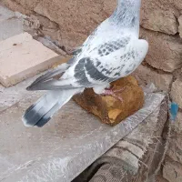 کبوتر فروشی|پرنده|ابهر, |دیوار