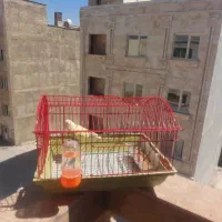 کوتوله برزیلی با قفس|پرنده|شیراز, دشت چنار|دیوار