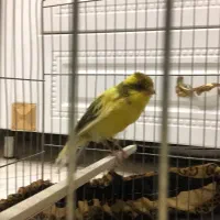 قناری نر رسمی بلند معاوضه جوجه قناری سهره