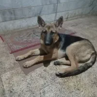 فروش یک سگ ژرمن