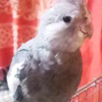 عروس هلندی گمشده