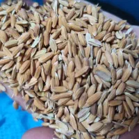 چلتوک ، برنج