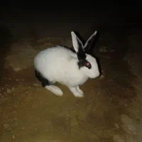 خرگوش ماده