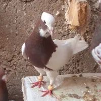 نر طوق سرخ بی عیب