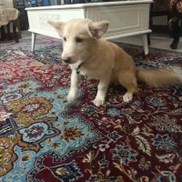 اشپیتزکراس (شیبا ) و طوله اشپیتز پامر