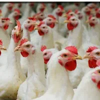 فروش مرغ تخم دار