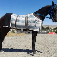 اسب|اسب و تجهیزات اسبسواری|مشهد, بالا خیابان|دیوار