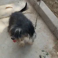 واگذاری رایگان