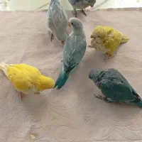 جوجه راهب