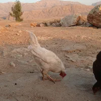 خروس سرحال|حیوانات مزرعه|سرپل ذهاب, |دیوار