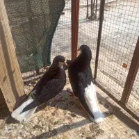 دسته شهری|پرنده|شیراز, شهرک قمشه|دیوار