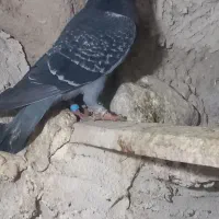 کبوتر مسافتی یا پلاکی