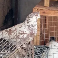 کبوتر|حیوانات|پاکدشت, پاکدشت (مامازند)|دیوار