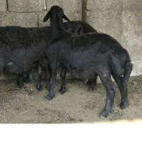 بره قوچ همو قرقزل