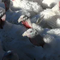 تنظیم بازار بوقلمون زنده|حیوانات مزرعه|بیرجند, |دیوار