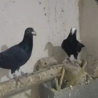 کبوترپرشی|پرنده|اسفراین, |دیوار