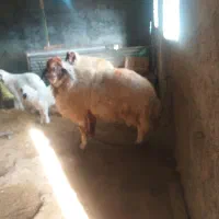 ورن سنجابی|حیوانات مزرعه|سرپل ذهاب, |دیوار