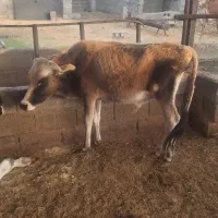 ۲راس گوساله فروشی|حیوانات مزرعه|جیرفت, |دیوار