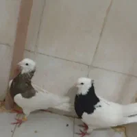 جفتی