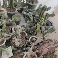 فروش انواع کاکتوس با قیمت مناسب در گلخانه منزل|گل و گیاه طبیعی|سمنان, |دیوار