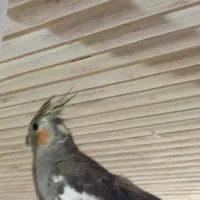 عروس هلندی کاملا سالم و سرحال