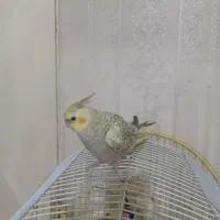 عروس هلندی اهلی