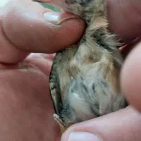 جوجه سهره