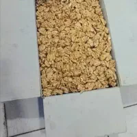 گردوی تویسرکان